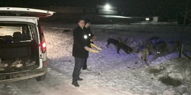 Sokak hayvanlarına yiyecek desteği