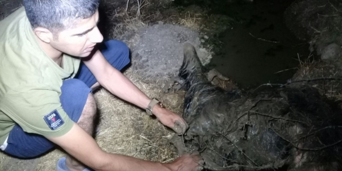 Su kanalına düşen keçi 6 saatlik çalışmayla kurtarıldı