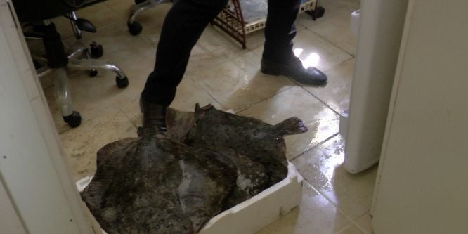 El konulan Kalkan balıkları ihale ile satıldı