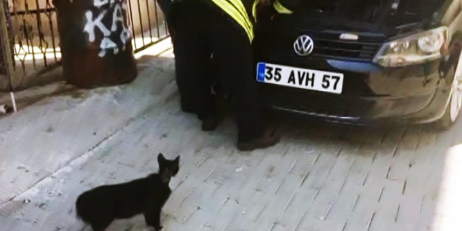 Anne kedi, yavrusu kurtarılırken başından ayrılmadı