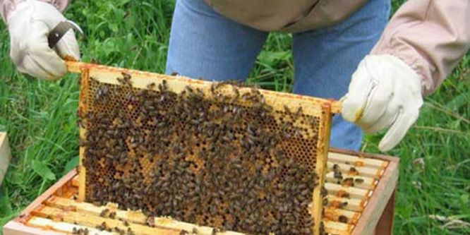 Arıcılık kursu 4. kez açıldı