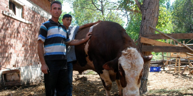 İki tonluk ’Sarı Boğa’ görücüye çıktı