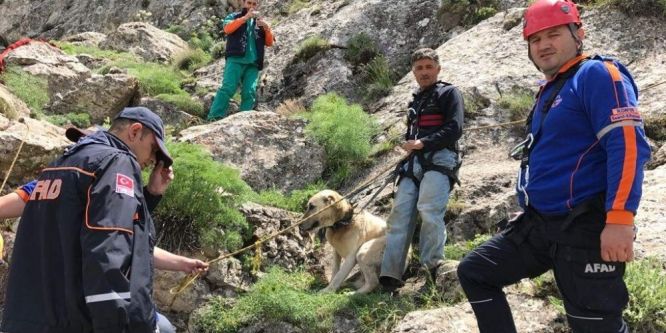 7 gündür dağda mahsur kalan çoban köpeği Pulsar kurtarıldı