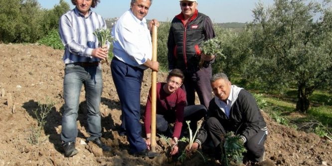 Osmanlı saray mutfağının baş tacı Mudanya enginarı