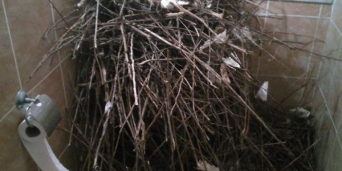 Kargalar tuvalete yuva yaptı!