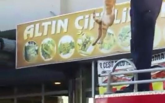 Mahsur kalan kediyi itfaiye ekipleri kurtardı