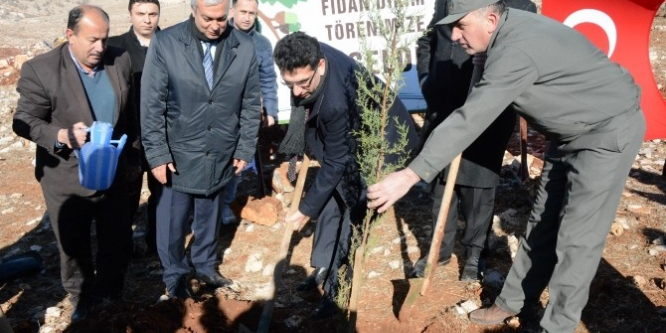 30 bin fıstık fidanı toprakla buluştu