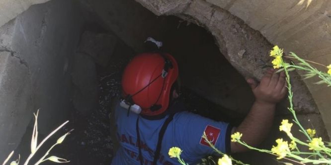 Rögara düşen koyunu itfaiye kurtardı