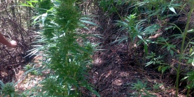 180 kök kenevir ele geçirildi