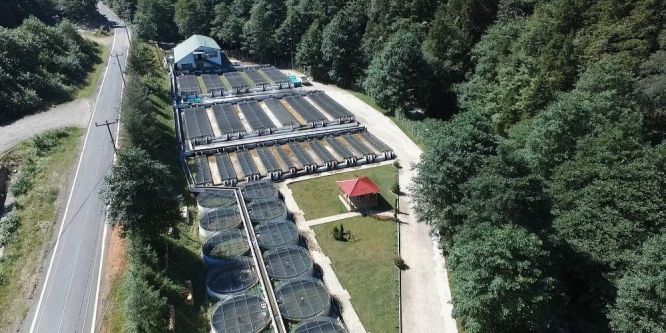 3 milyon doğal alabalık yavrusu sularla buluşacak