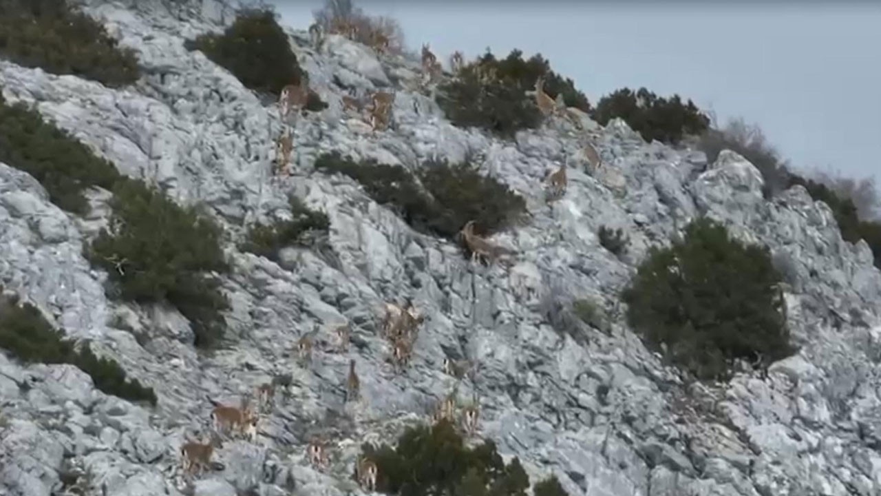 7 gün 24 izleniyorlar! Muğla’da yaban keçileri termal dronla böyle görüntülendi