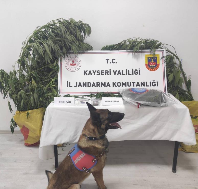 7 kök kenevir ele geçirildi 1 kişi gözaltına alındı