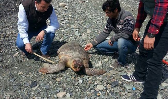 7 ölü caretta caretta sahile vurdu