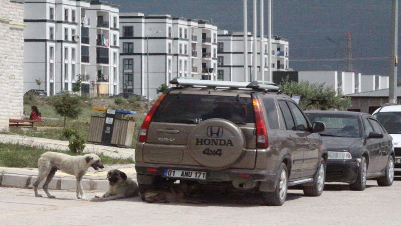 7 yaşındaki çocuğa saldıran başıboş köpeklerin hesabını kim verecek Bu defa kurtuldu ya bir sonraki