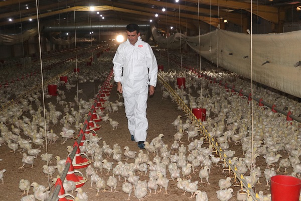 70 bin civciv kamyonetle geliyor, 40'ncı gün 25 tır ile gidiyor