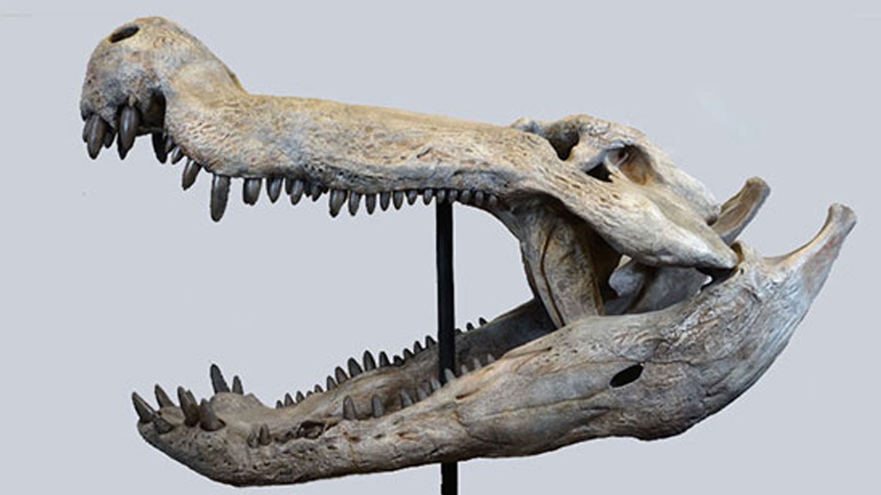 70 milyon yıllık gizem: Dinozorla beslenen timsah keşfedildi