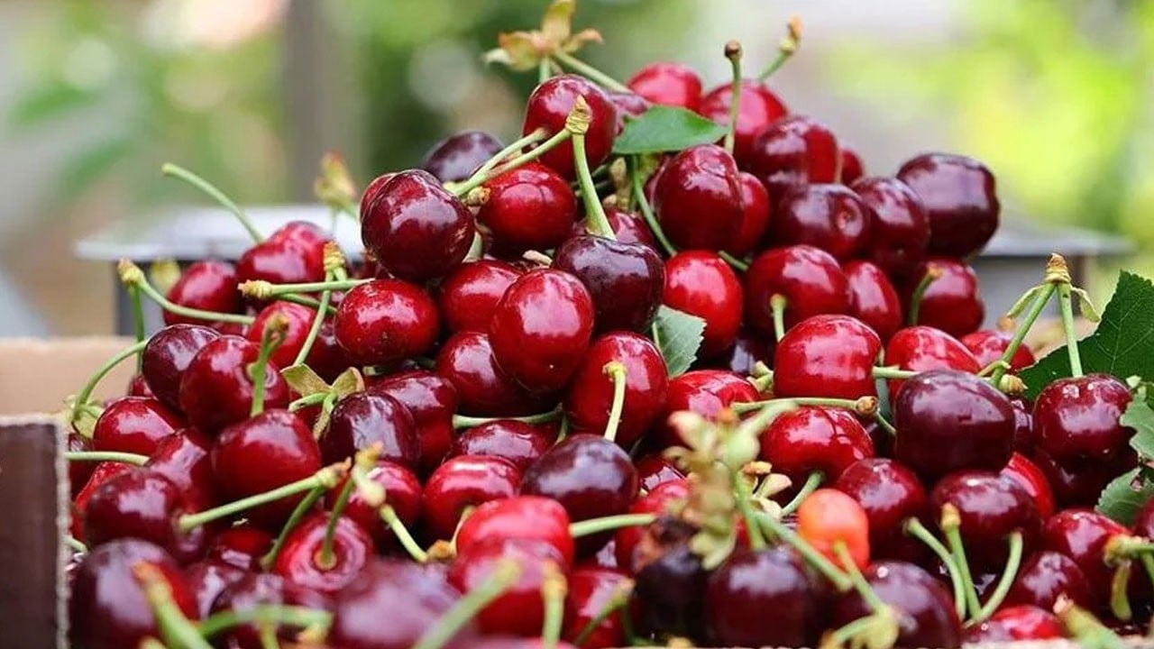 70 ton ürün almaya başladı! 12 yıl önce tek başına başladı, herkese örnek oldu