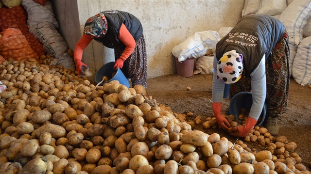 700 bin ton patates çürümekten kurtulacak