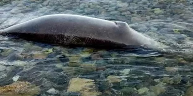 700 ölü fok, Hazar Denizi kıyılarına vurdu