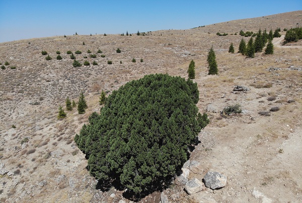 700 yaşındaki ağaç tescillendi