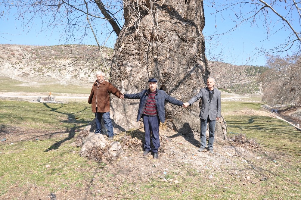 700 yaşındaki çınar yıllara meydan okuyor 
