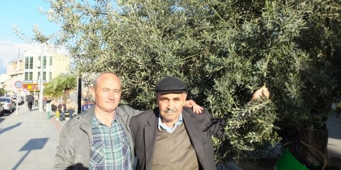 Nisan yağmurları zeytinde umudu arttırdı