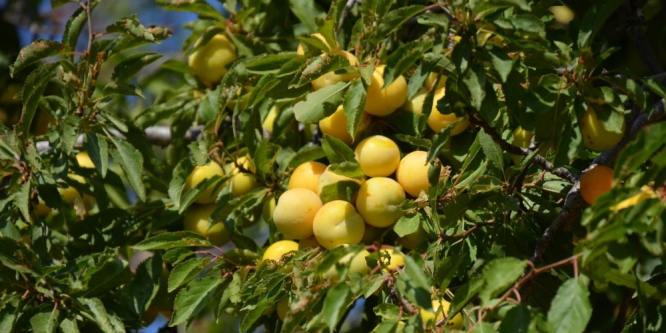 Malatya kayısısı Avrupa’dan vize aldı
