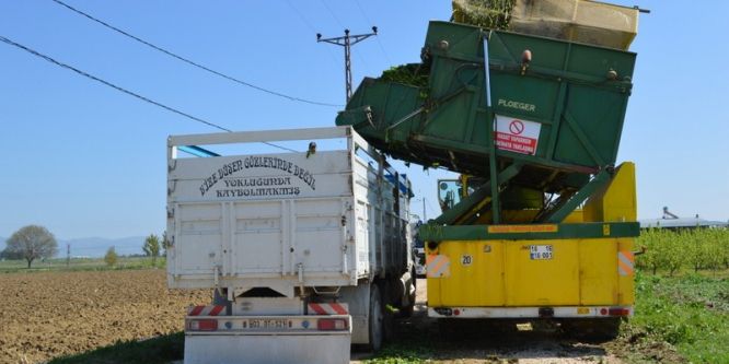 Bursa’da ıspanak hasadı başladı