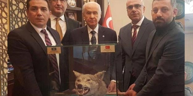 71 yaşına giren Bahçeli'ye kurt kafası hediye edildi