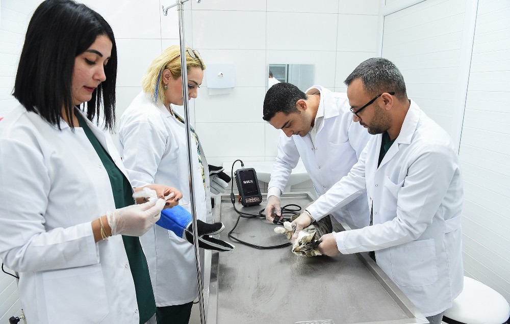 710 sokak hayvanı kısırlaştırıldı 
