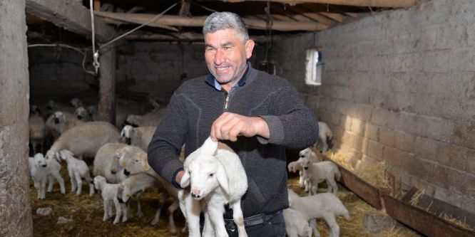 3 kulaklı kuzu görenleri hayrete düşürüyor