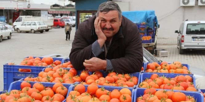 Domates üreticileri zor günler yaşıyor