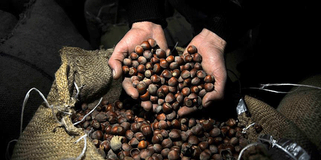 '72 bin fındık üreticisi ürününü sigortaladı'