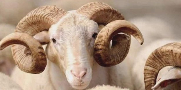 72 bin liraya varan cezalar var! Diyanet İşleri Başkanlığı'ndan 'Kurban Tebliği'