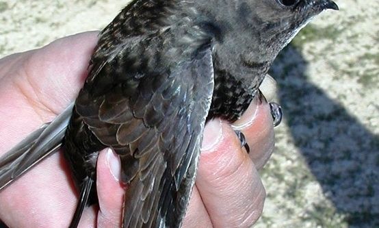 Ebabil kuşuna kurtarma operasyonu