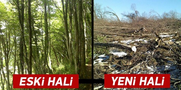 7300 ağaç yere serildi, köylü katliamı durdurdu!