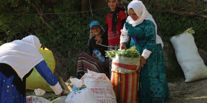 Yabani ot köylülerin ekmek kapısı oldu