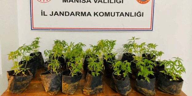 733 kök kenevir ele geçirildi