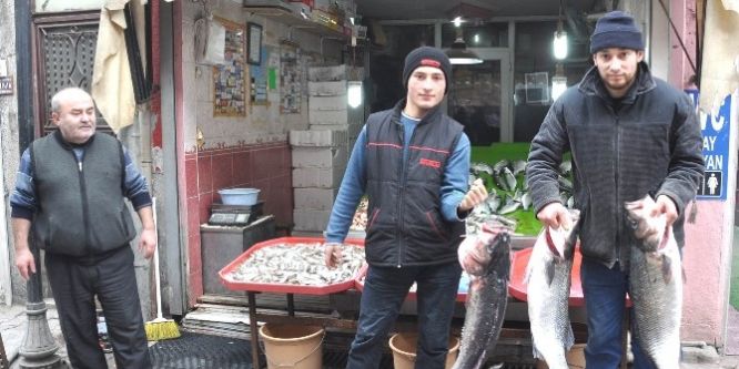 15 kiloluk levrek görenleri hayrete düşürüyor