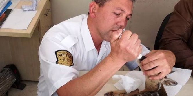Bulduğu yavru ceylanı bebek gibi besledi