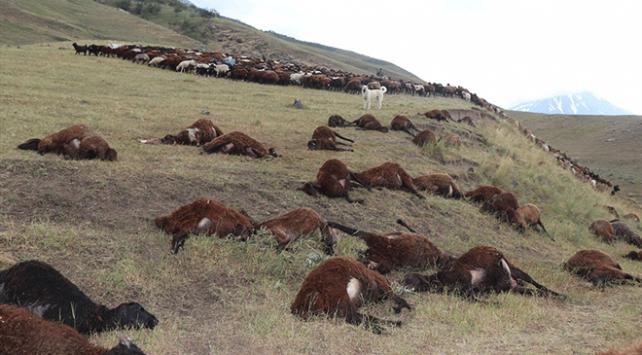 74 koyun yıldırım nedeniyle telef oldu