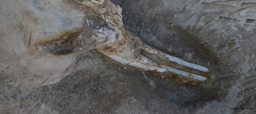 7,4 milyon yıllık fosiller sergide ziyarete açıldı