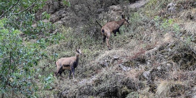 76 yıl sonra görüntülenmişti, şimdi sayıları 60’a ulaştı