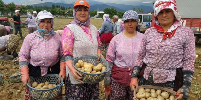 Patateste bahar bereketi