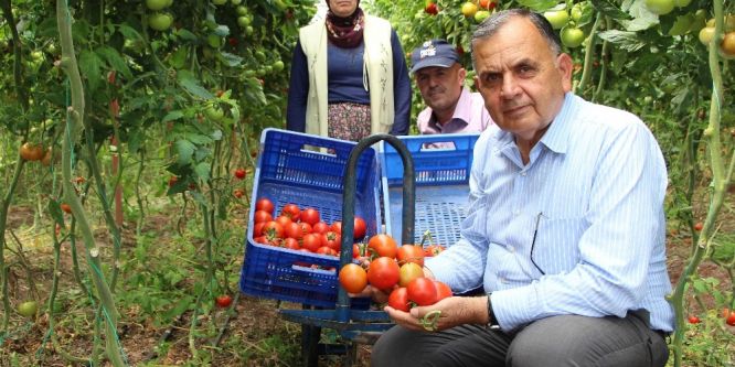 Üreticiler domatesteki fiyat artışından memnun