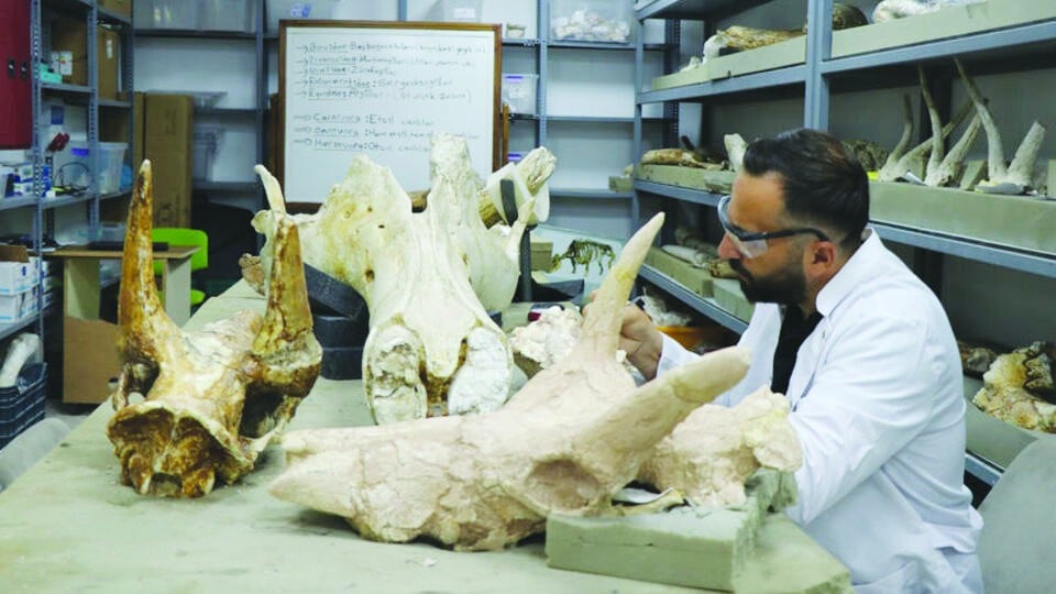 7.7 milyon yıllık 3 fil kafatası bulundu