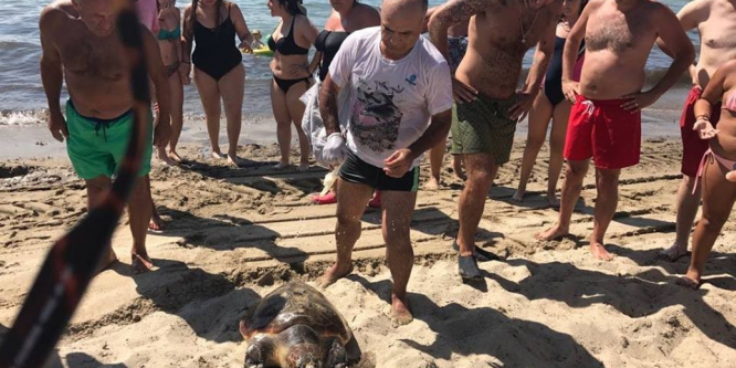Kuşadası’nda caretta caretta seferberliği