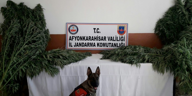 Jandarma köye yaptığı baskında 574 kök Hint keneviri ele geçirdi