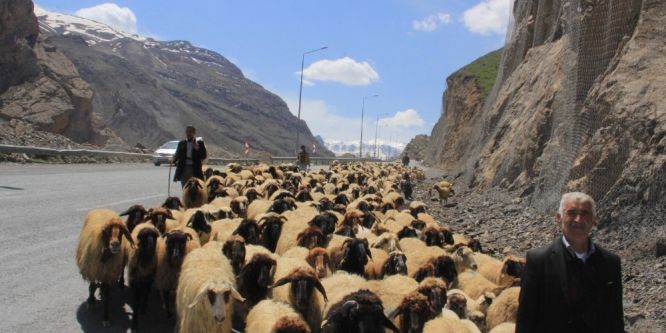 Hakkari’de sürüler meraya çıkartılmaya başlandı