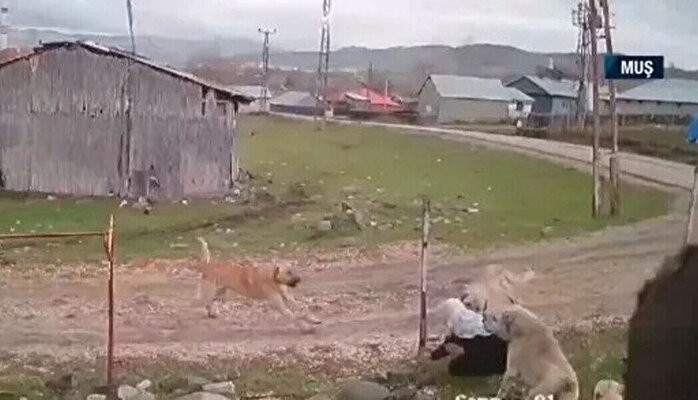 79 yaşındaki teyzeye başıboş köpekler saldırdı!